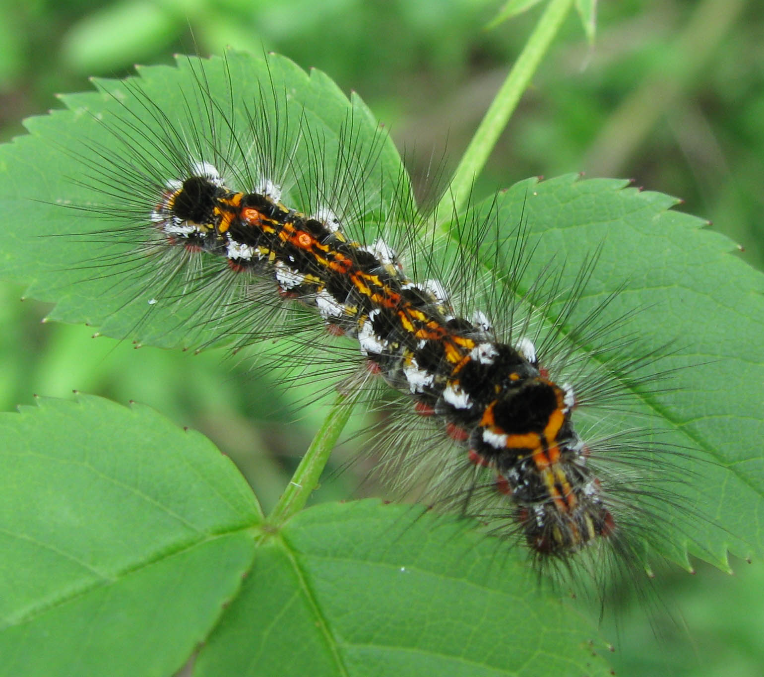 Identificazione bruchi, se possibile!